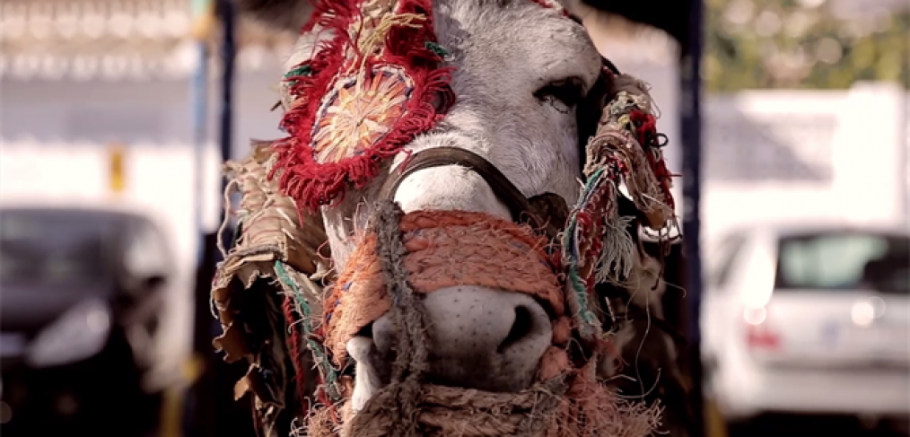 burro taxi