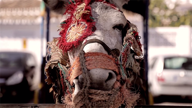 burro taxi