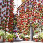 colorido patios de cordoba