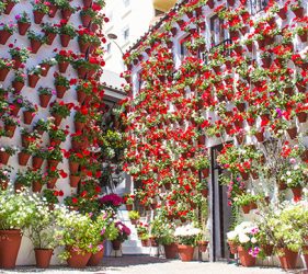 colorido patios de cordoba