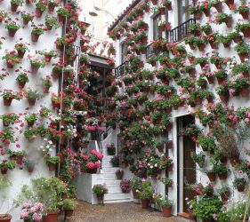 Patios de Cordoba 2019