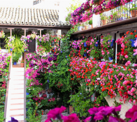 flores patios de cordoba