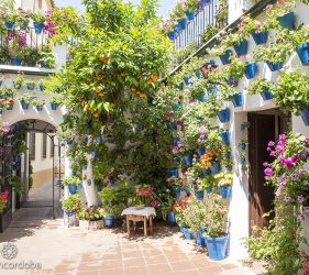 patios de cordoba arte cordoba