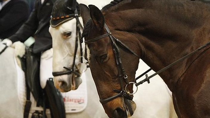 salon internacional del caballo