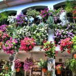 visitar patios de cordoba autobus