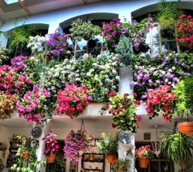 visitar patios de cordoba autobus